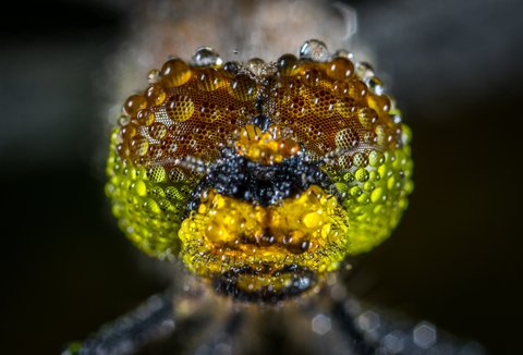 Dew on a dragonfly