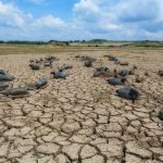 Nature Drought Marsh Ducks Gironde Estuary