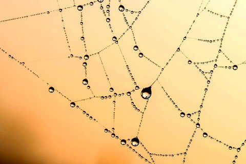 Dew on spider web