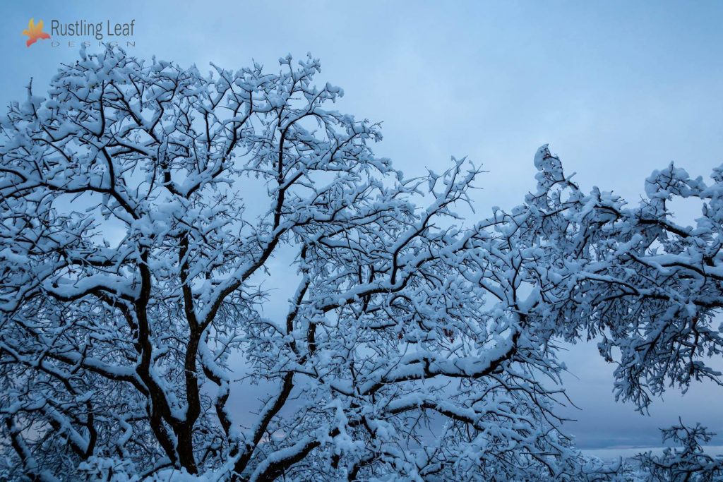 Snowy Oak Tree by Scott Stringham of Rustling Leaf Design